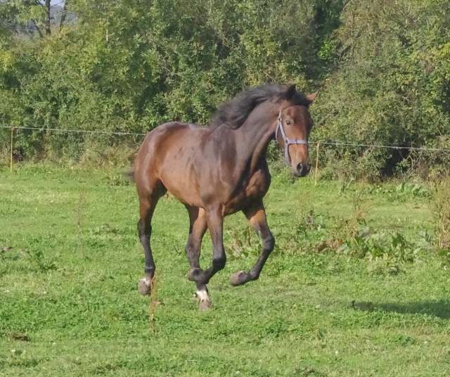 [PLACEE MORGAN] COMÈTE Soyez sa bonne étoile.... 322531comete8