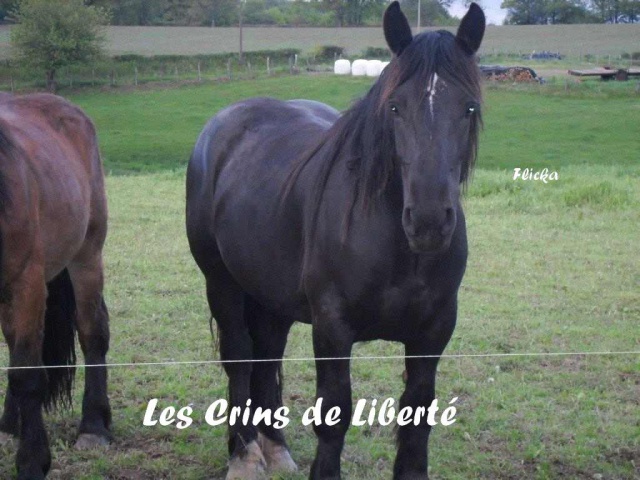 (Dept19) FLICKA, Trait Percheron xBreton, réservée par Patricia !!!! (Juillet 2013)  - Page 3 324089flicka1