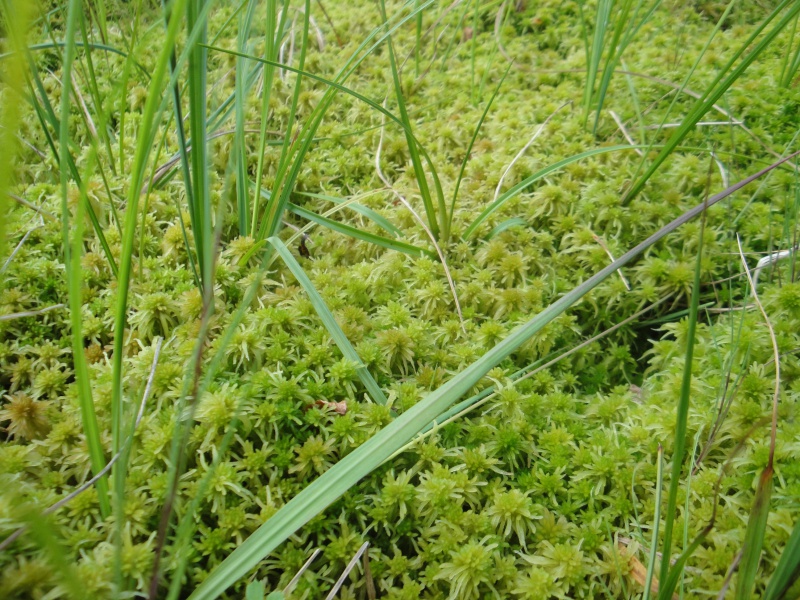 Quelques D. rotundifolia in situ en Norvège 324431DSC09623