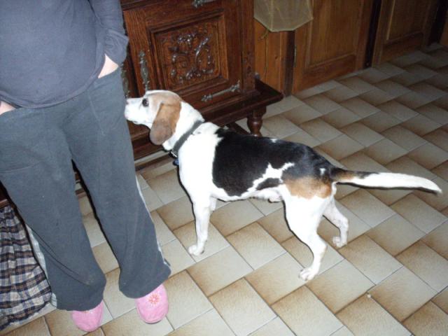 PATTO, croisé beagle mâle,  10 ans (25) 324774patto10