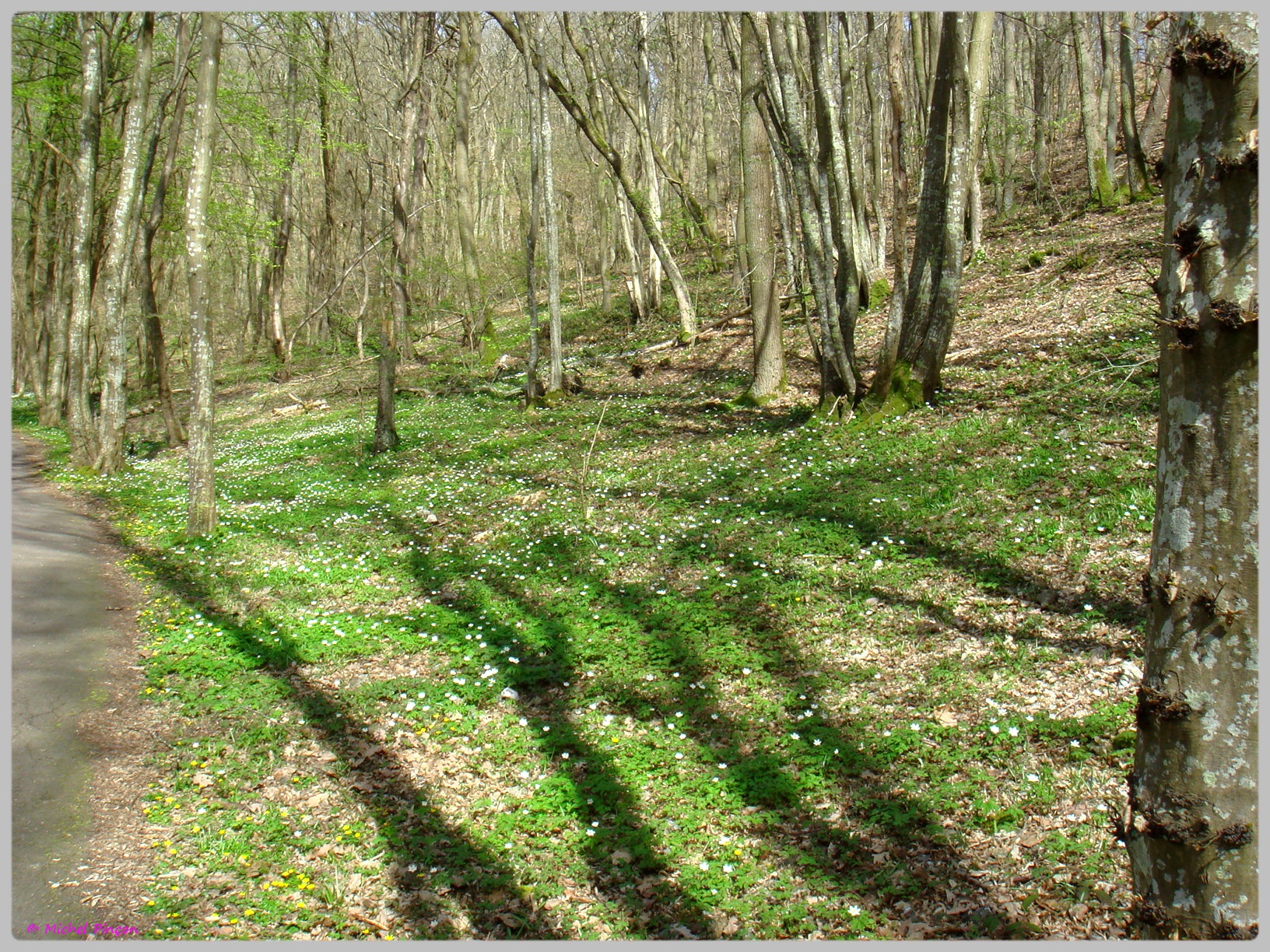 [fil ouvert] la forêt dans tous ses états - Page 13 325058DSC012503