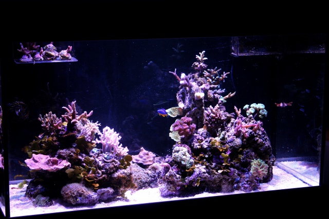 Micro Reef 120L 326252IMG1018