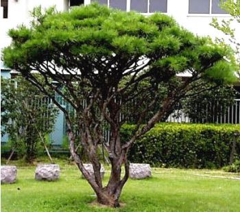 Pinus densiflora 'Umbraculifera'  32856377484