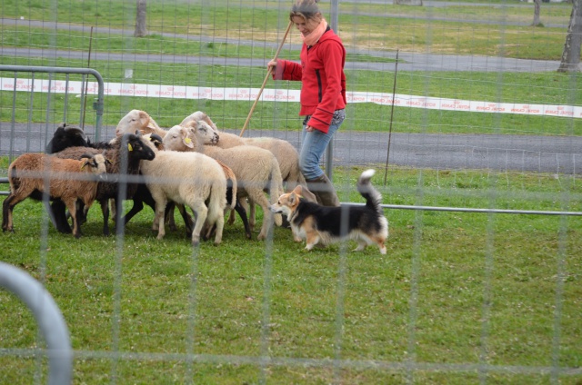 l histoire de mes chiens - L'histoire de mes LOULOUS...... - Page 4 332319DSC0011