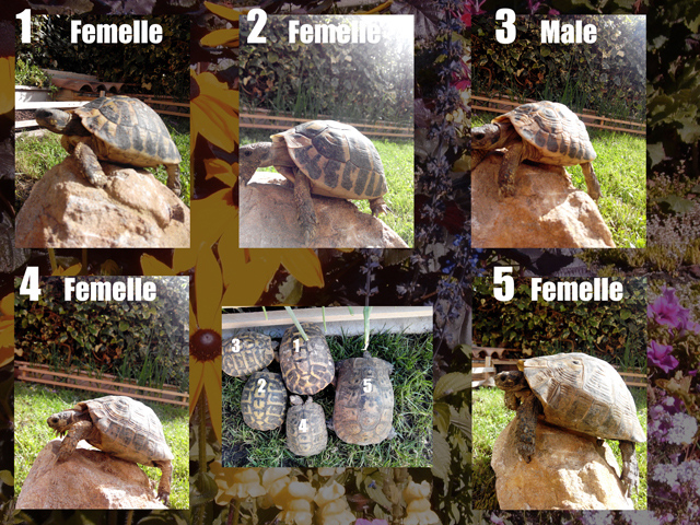 Identification !!!!! 332941Tortues