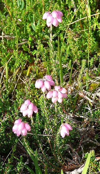 Bois et forêts - Chantilly - Faune -Flore -Milieux et habitats 336282345pxEricatetralix01