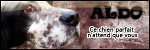 ALDO - x setter anglais 8 ans - SLPA de Capbreton (40) 336740ALDO