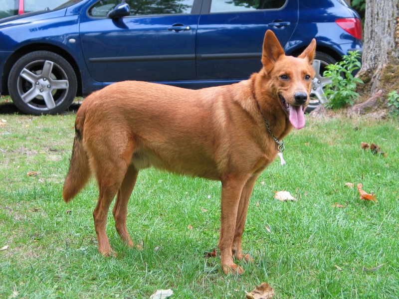 molly - Molly, adorable petite chienne, née en août 2011  337188IMG0131