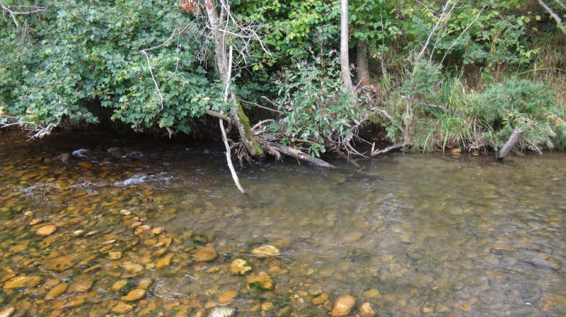 joli cours d'eau 337320DSC05605