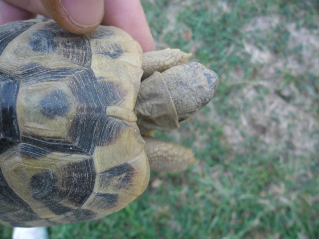 identification de mes 3 tortues 340958dessustte