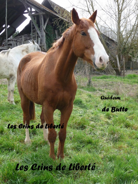 (Dept19) QUIDAM DE BUTTE, SF PP, Sauvée par Valkan19!!!  (28/03/2014) - Page 9 342386Quid3