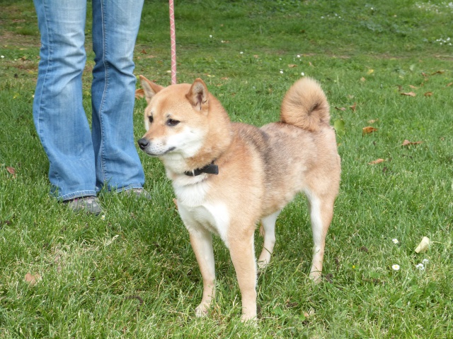 FILOU shiba inu(m)né 10/07/2010 dominant et pas sociable REFU86 ADOPTE 34242293rFilou