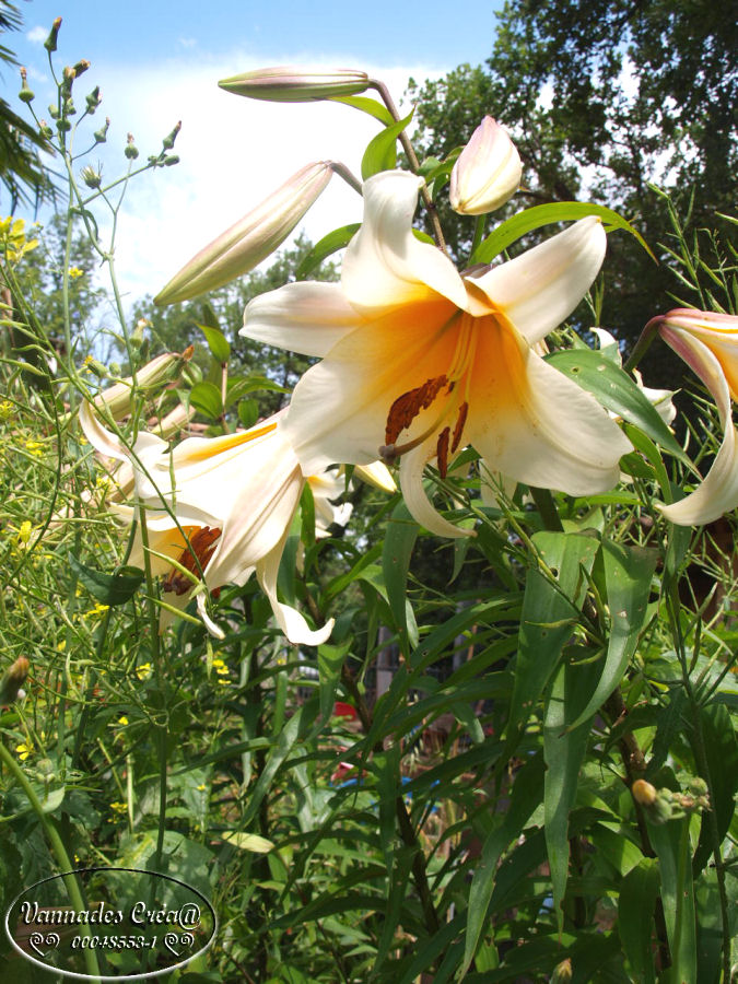 Les Fleurs de mon jardin suite 1 342757905