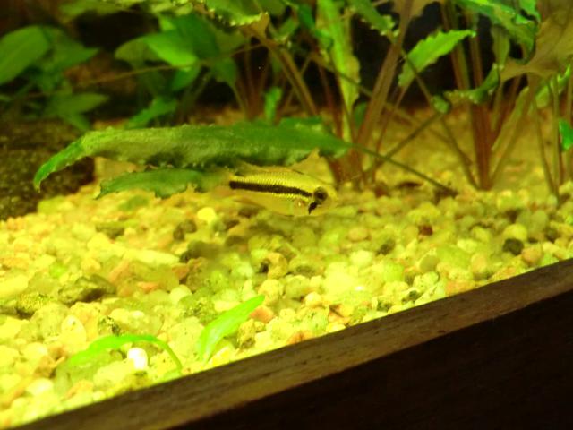 Repro apistogramma agassizii 343581CIMG6308