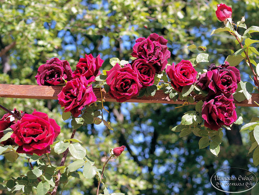 Les Fleurs de mon jardin suite 1 343853954