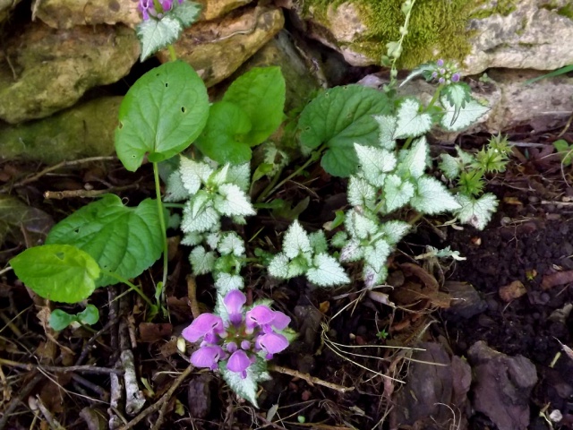 Petit coin d'ombre, sous-bois, lisière 345438DSCF56181024x768