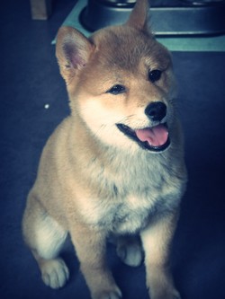 Ma Donnie, ma shiba, mon soleil ♥ - Page 2 3454661016613