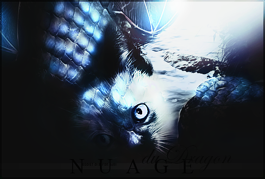 Mon pingouin ♥ 345705nuagedudragon