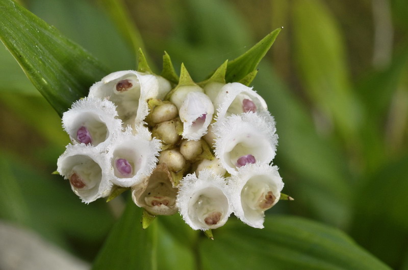 Elleanthus sp Brésil 345885ElleanthusspBrsil