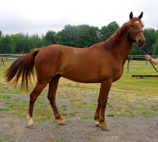 [PLACE MATHILDE] ESBEAU  Un magnifique cheval de selle.............. 346010esbeau7