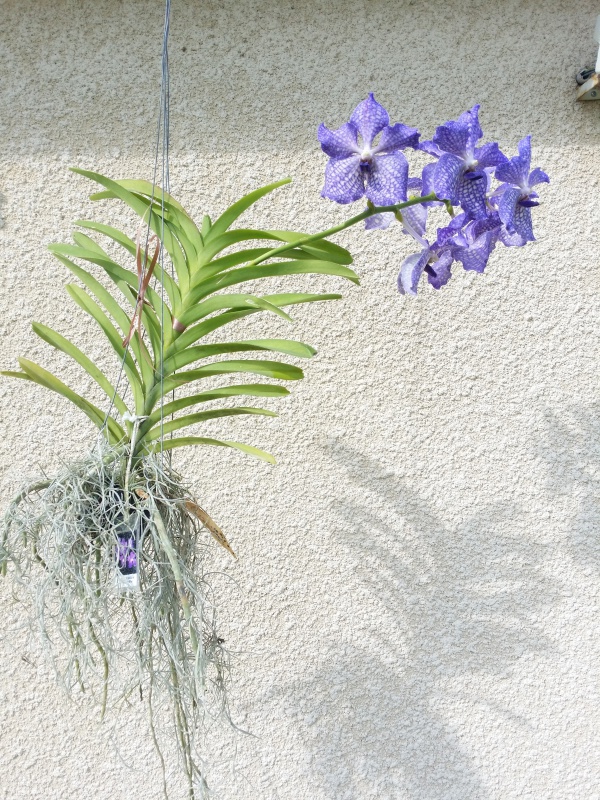 Vanda Tokyo Blue (Chindavat x coerulea) 348882Vanda01