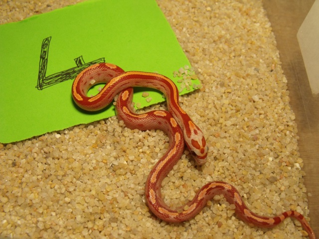 Hypo X Hypo het Anery, Diffused, Motley 349526femelle7