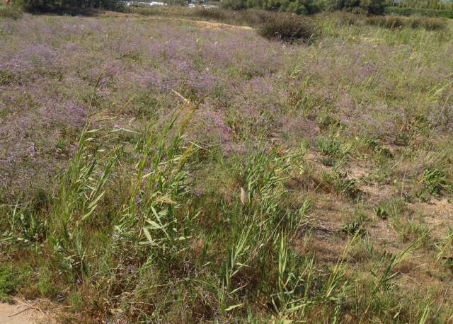 flore du littoral : plages, dunes, vases et rochers maritimes 354305IMG0435