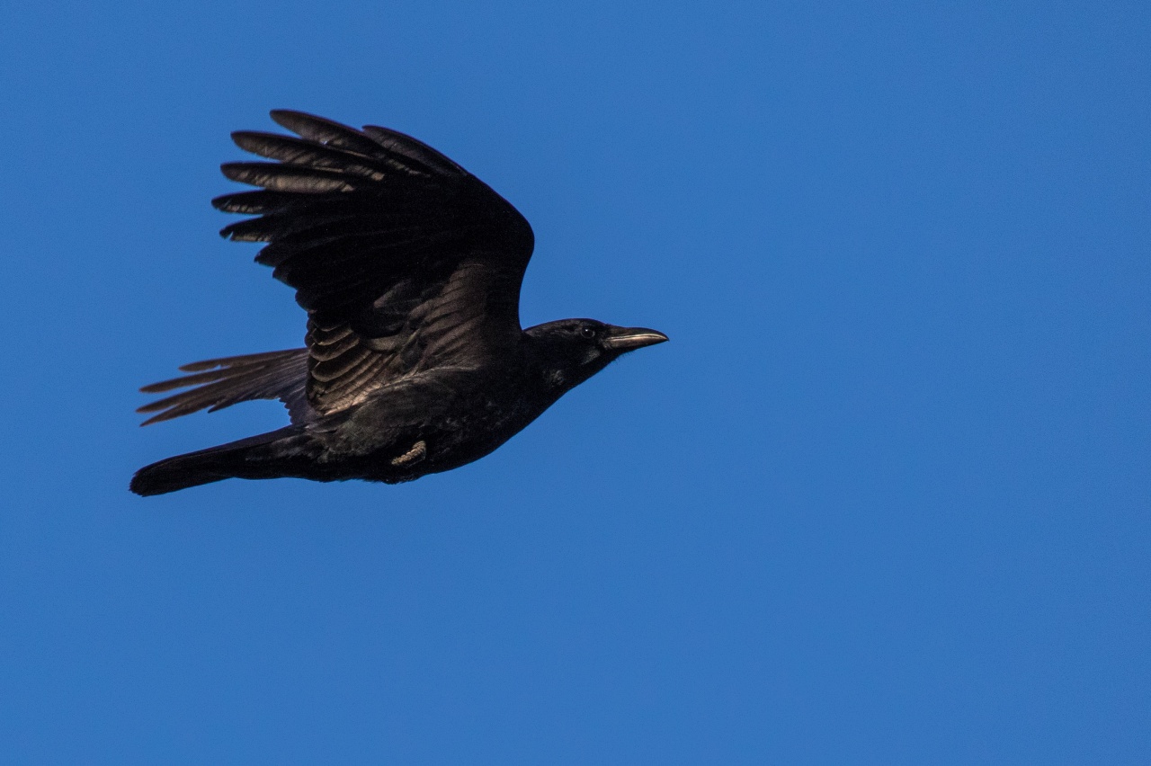 Corneille, des oiseaux très intelligents 3562525A3A8590