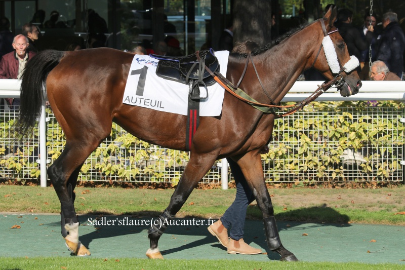 Photos Auteuil 9-10-2016 3581975J6A7715