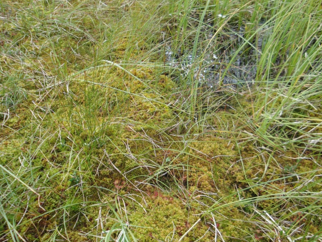 Quelques D. rotundifolia in situ en Norvège 358607DSC09756