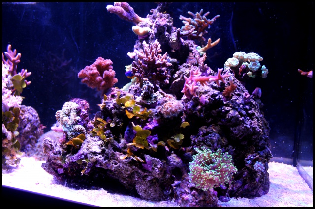 Micro Reef 120L 359298IMG1022