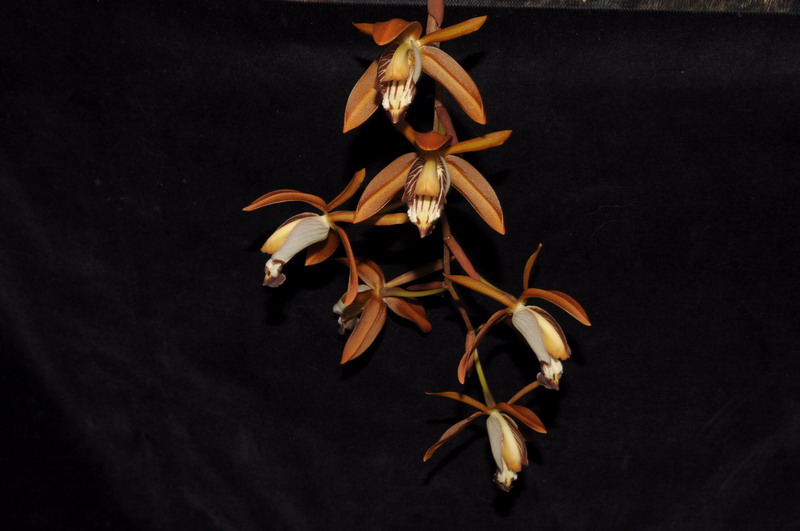 Coelogyne odoardii 359717Coelogyneodoardi0287