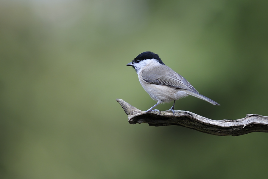 Oiseaux d'hiver 2010-2011 : Denis la Malice 3602282010111461copiejpg