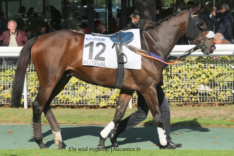 Photos Auteuil 9-10-2016 3618535J6A7716