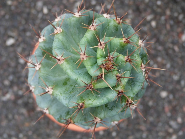 cactus 362185P1160133