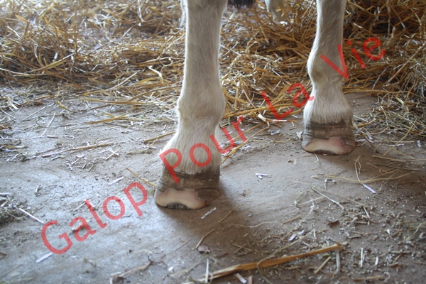 LOONY -  ONC poney né en 2001 - Adopté en juin 2011 par Carole 362580IMG4941