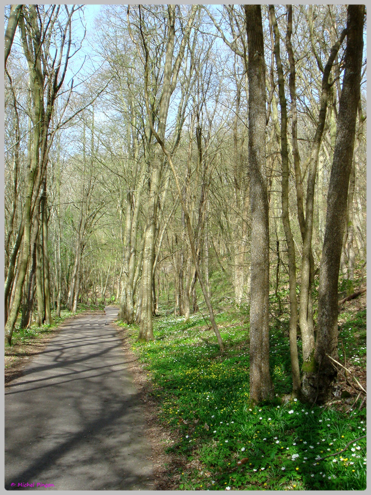 [fil ouvert] la forêt dans tous ses états - Page 13 362887DSC012504