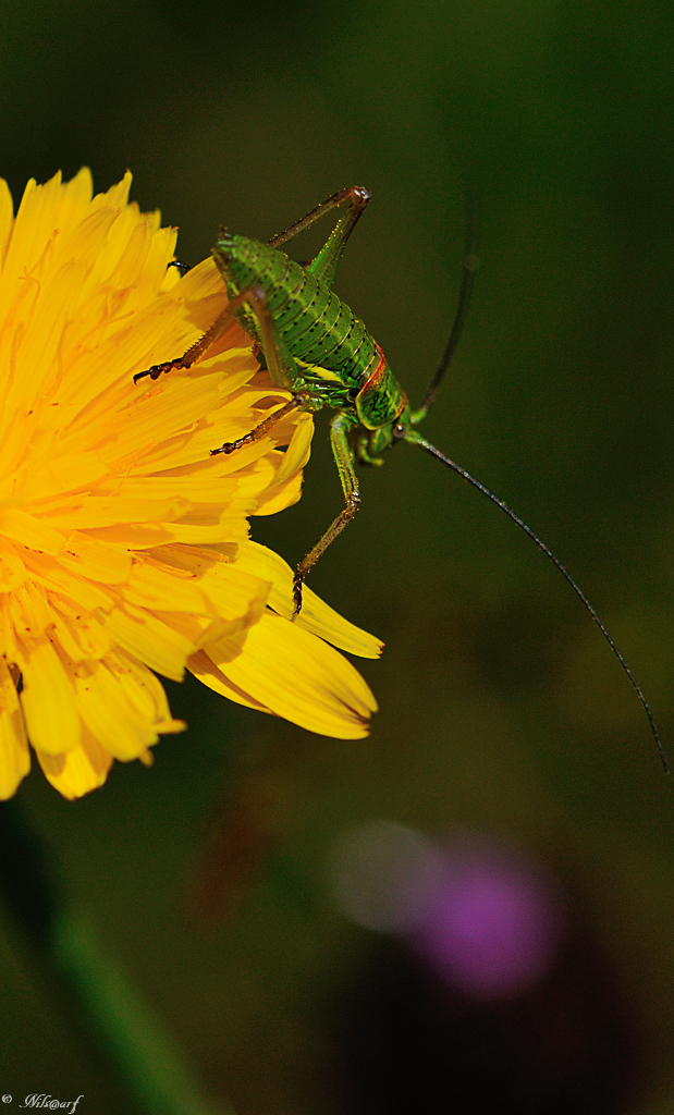 Insectes et Proxi. [Fil Ouvert] - Page 4 36320529503