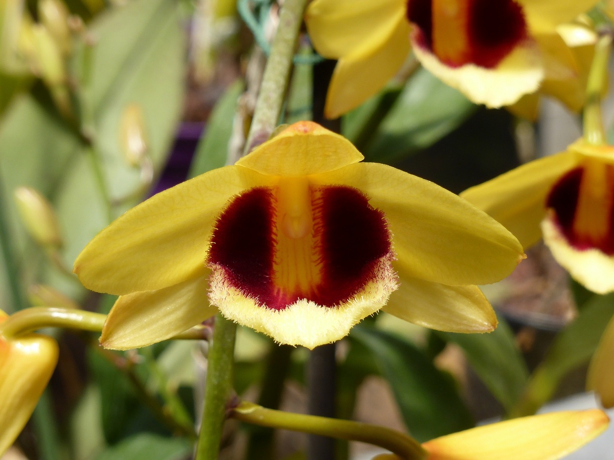 Dendrobium Gatton Sunray 364803P1090011