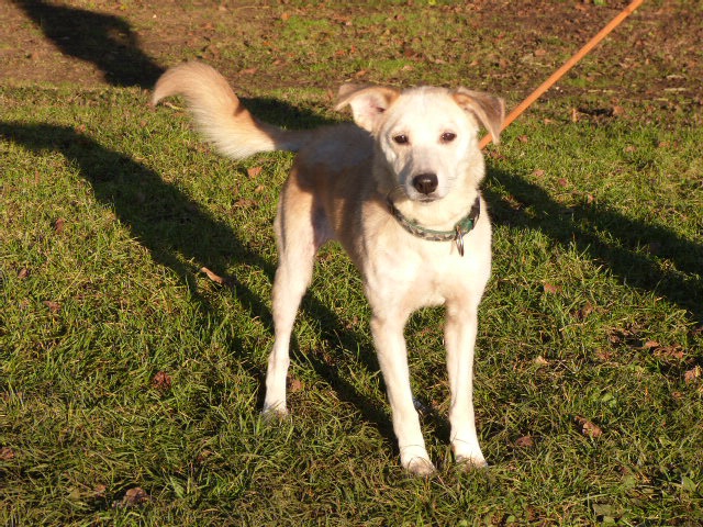 LEIKA, Husky x berger (f) 19/06/2010 ok chiens chats REFU86  ADOPTEE 364810277rLeika2