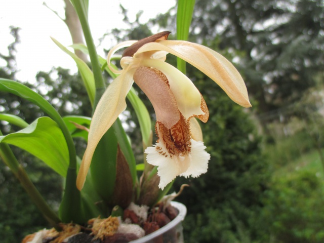 Coelogyne speciosa 365844IMG0012