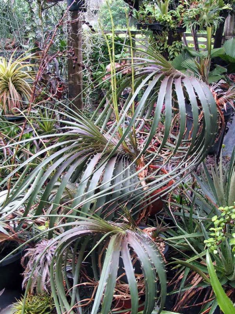 Dyckia estevesii et Pringlea antiscorbutica [devinette] 366529Dyckia2