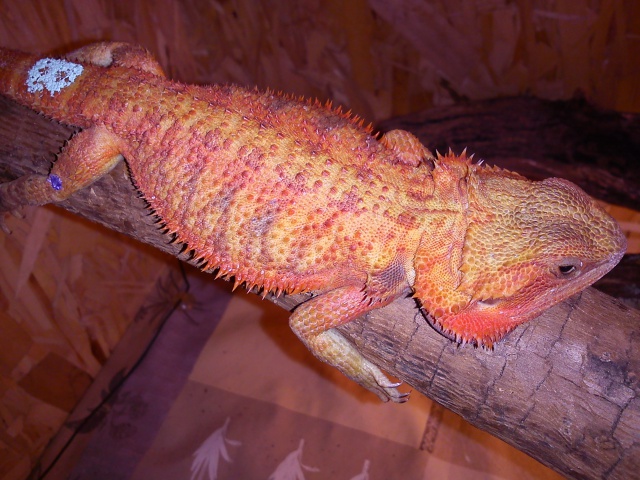 Ginger pogona de Matchless. 369582019