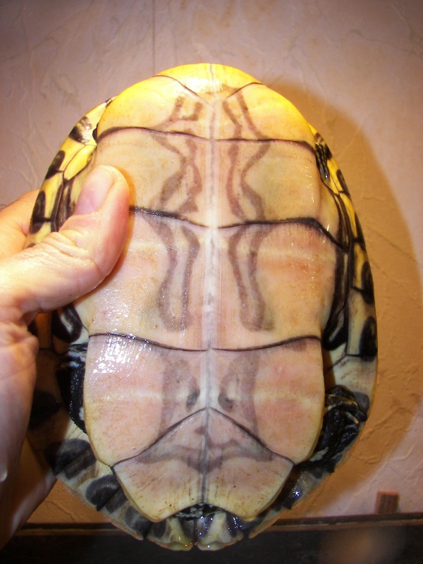 trachemys ornata 3717641010004