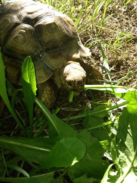 Des photos de mes tropicales de sortie aujourd'hui 373374IMG7551