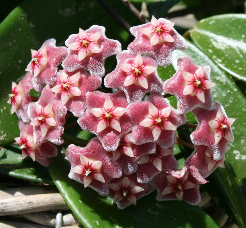 Hoya pubicalyx 374890hoyapubycalixdtail