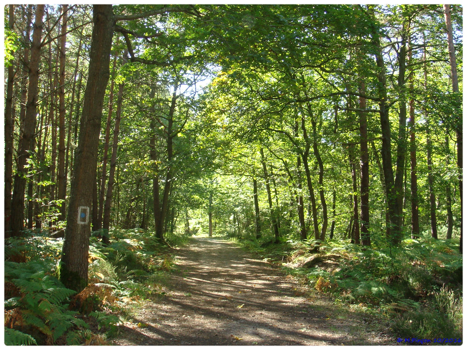 [fil ouvert] la forêt dans tous ses états - Page 7 374921DSC011091