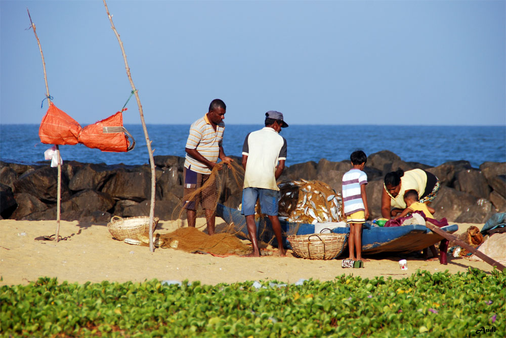 Voyage au Sri-Lanka 375018srilanka85