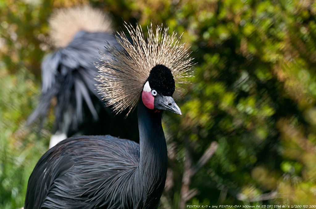 Zoos / Parcs animaliers - Page 3 375659IMGK1368