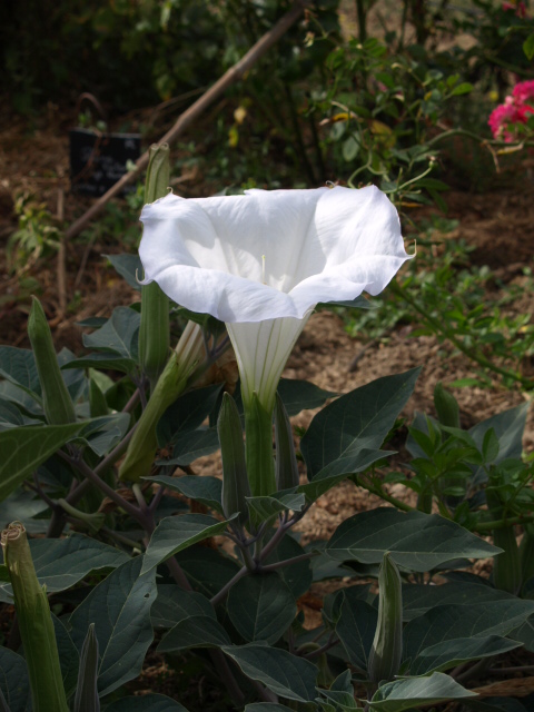 datura - Datura - Page 6 375892P8246461